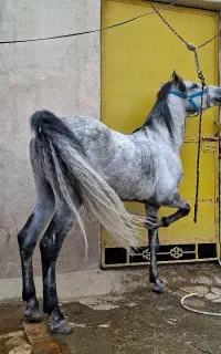 اسب نریون کرد