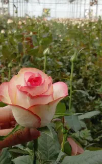 کارگر برای گلخانه