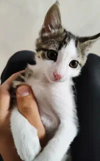 واگذاری بچه گربه