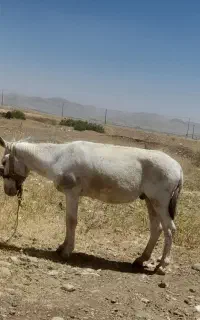 سلام یک الاغ نر جوان و کاملا سر حال ب فروش میرسد