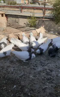 کبوتر
