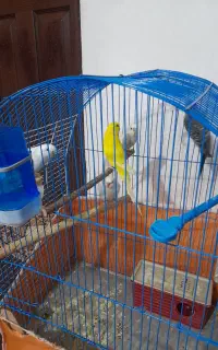 مرغ عشق هلندی