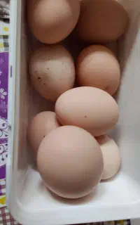 فروش تخم مرغ محلی