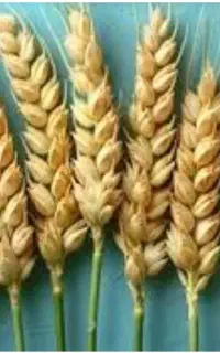 گندم و ارد سفید
