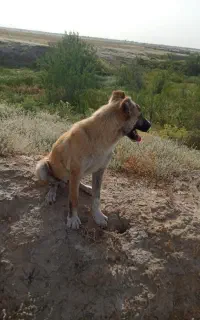 سگه