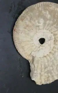 سنگ فسیل