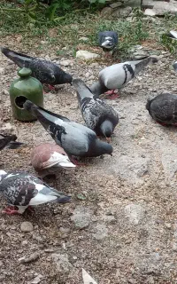 کبوتر مسافتی جوان بالغ خطی جوجه کشی