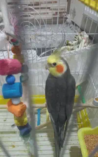 عروس هلندی گمشده
