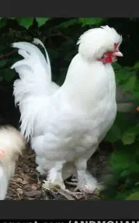 مرغ زینتی