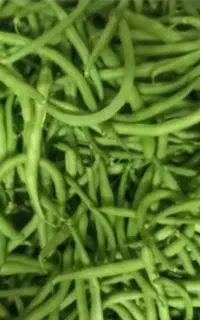 لوبیا سبز ترد و خوشمزه، آبیاری شده با آب چشمه