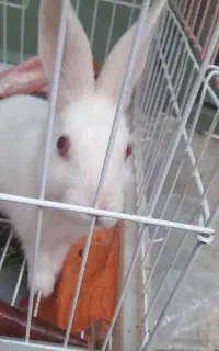 خرگوش