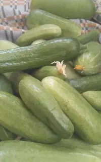 خیار محلی ترو تارع خوش طعم خوش مزه