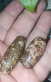 یک جفت مهره برد سلطانی سوراخ