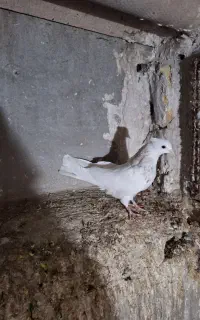 طوقی هفت رنگ جوجه پلنگ