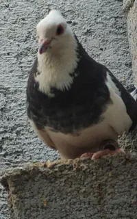 کبوتر