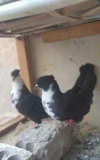 جفت سیا رسمی خوشگل