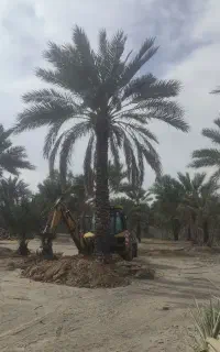 نخلستان علیزاده7177