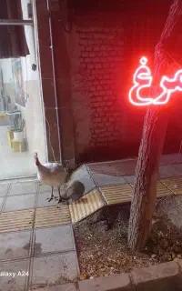 بقلمون بیوتی گوشتی