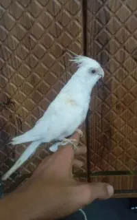 پنج عدد جوجه عروس هلندی دستی