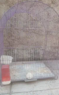 قفس