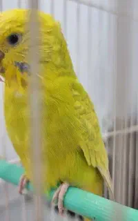 مرغ عشق تنها