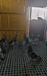 کبوتر مسافتی