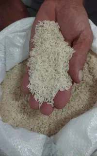 برنج الک شده هاشمی ازدست کشاوررززحمتکش
