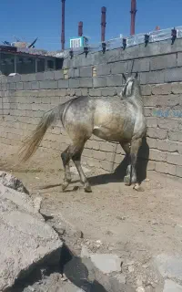 فروش اسب