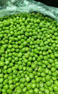 نخود فرنگی