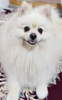 سگ گمشده