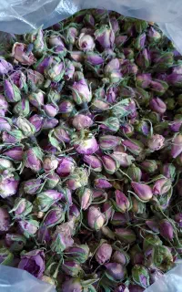 غنچه گل محمدی