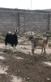 چپش بز