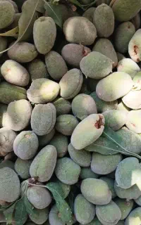 بادام تازه باپوست