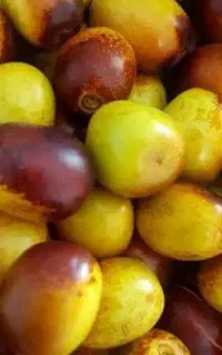 عناب