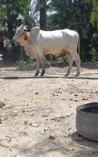 گاو فروشی