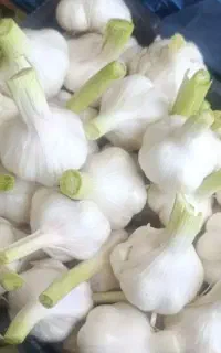 استخدام فقط از شهرستان کنگاور