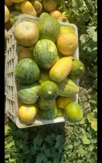 گرکه دیم
