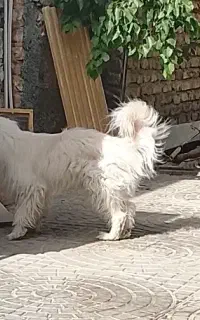 سگ پاکوتاه