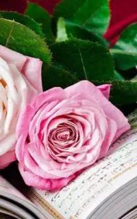استخاره وسرکتاب ،تحت الحفظ قران