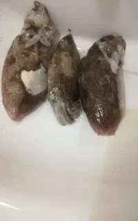 طعمه ماهیگیری مرکب تازه صید امروز