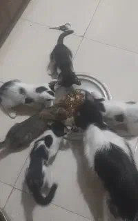 واگذاری ۳گربه باهم