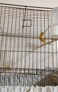 قناری نر بخون خوش رنگ