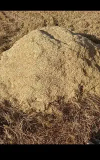 کاه گندم و جو امسال 3الی چهار تن