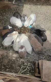 فروش خرگوش بالغ و بچه خرگوش