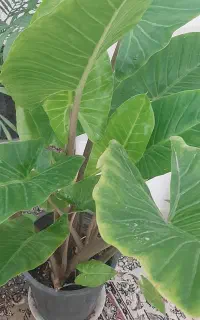 فروش یک عدد گل بابا آدم