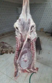 گوشت