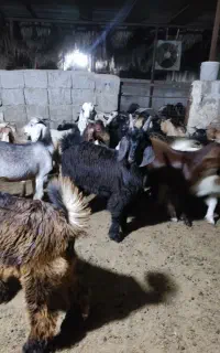 کهره چاق و بزرگ هرکسی کوچیکش هم نخاست بزنه پس