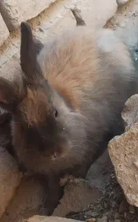 خرگوش