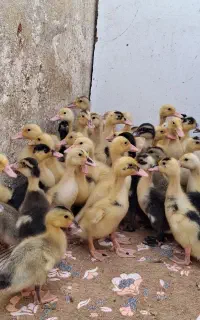 جوجه اردک محلی ۱۷روزه