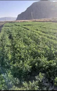 سبزی خورشتی